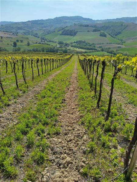 13 MONTEFIORE DELL'ASO - VIGNETO IN PIENA PRODUZIO