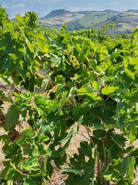 04 MONTEFIORE DELL'ASO - VIGNETO IN PIENA PRODUZIO