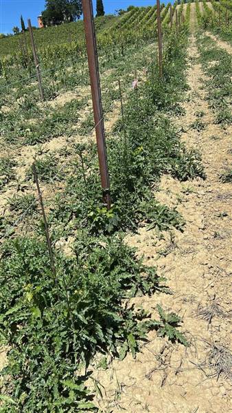 19 MONTEFIORE DELL'ASO - VIGNETO IN PIENA PRODUZIO