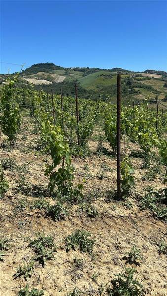 17 MONTEFIORE DELL'ASO - VIGNETO IN PIENA PRODUZIO