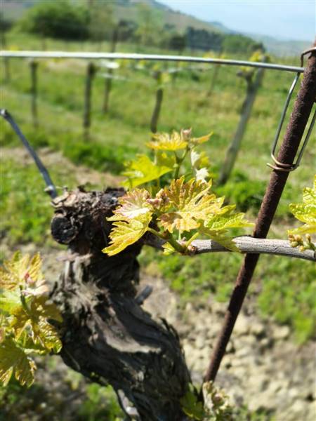 03 MONTEFIORE DELL'ASO - VIGNETO IN PIENA PRODUZIO