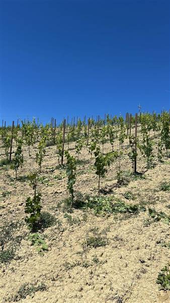 18 MONTEFIORE DELL'ASO - VIGNETO IN PIENA PRODUZIO