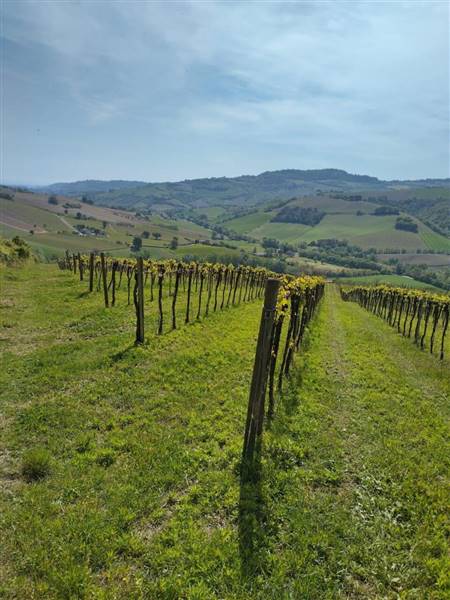 11 MONTEFIORE DELL'ASO - VIGNETO IN PIENA PRODUZIO