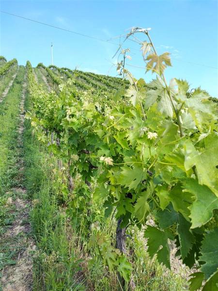 08 MONTEFIORE DELL'ASO - VIGNETO IN PIENA PRODUZIO