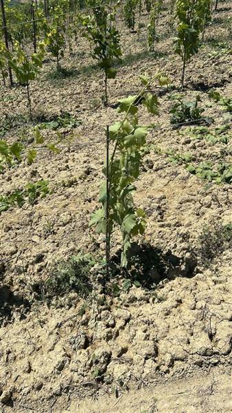 15 MONTEFIORE DELL'ASO - VIGNETO IN PIENA PRODUZIO