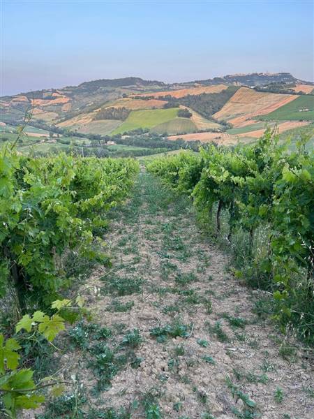 14 MONTEFIORE DELL'ASO - VIGNETO IN PIENA PRODUZIO