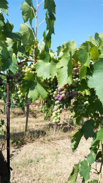 10 MONTEFIORE DELL'ASO - VIGNETO IN PIENA PRODUZIO