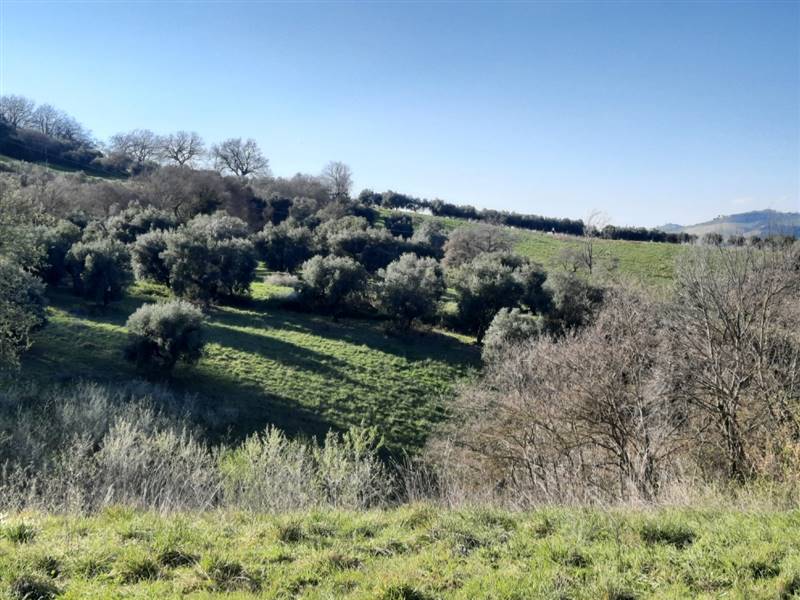 04 RIPATRANSONE - RUDERE CON TERRENO E VISTA PANOR