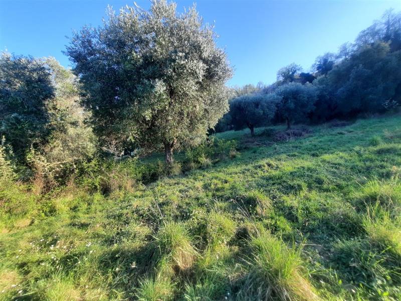 16 RIPATRANSONE - RUDERE CON TERRENO E VISTA PANOR