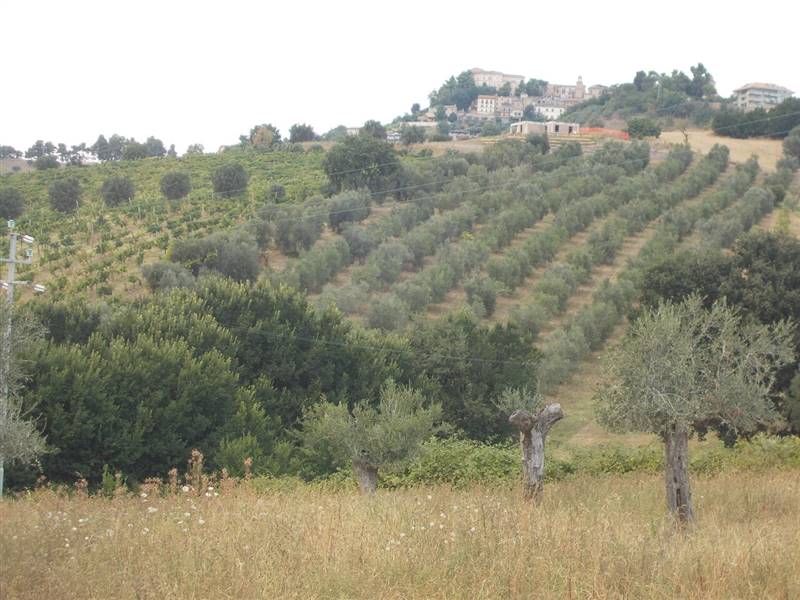 12 COLONNELLA- Vigneto di 12 ettari con casale e l
