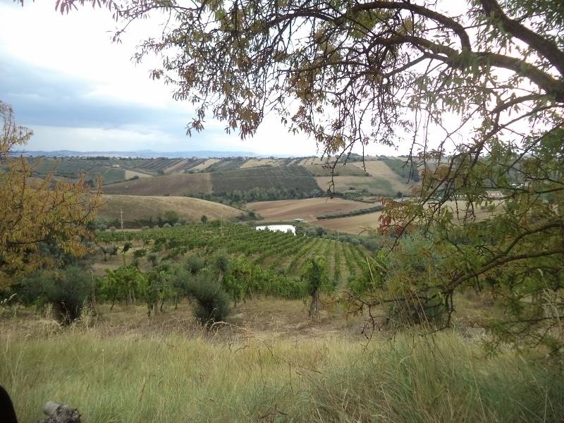 08 COLONNELLA- Vigneto di 12 ettari con casale e l