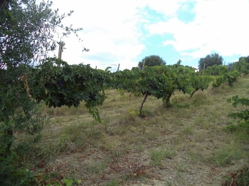 02 COLONNELLA- Vigneto di 12 ettari con casale e l