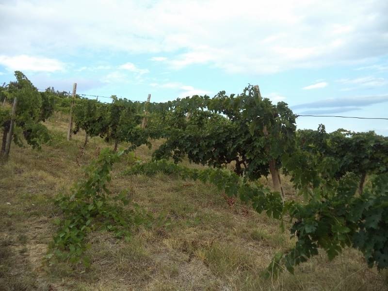 01 COLONNELLA- Vigneto di 12 ettari con casale e l