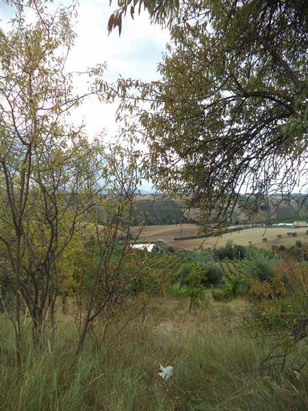23 COLONNELLA- Vigneto di 12 ettari con casale e l