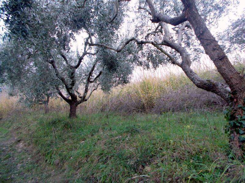 22.SANBENEDETTODELTRONTOCASAINCAMPAGNAVISTAMARE