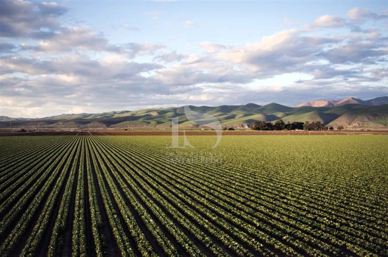 Vendita Terreno Agricolo