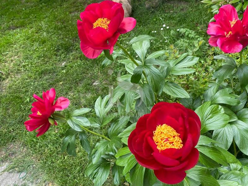 Lodi Maneggio in Vendita