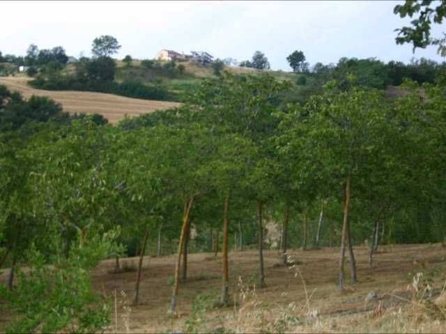 Video Montefiore_0.16.05.26.jpg