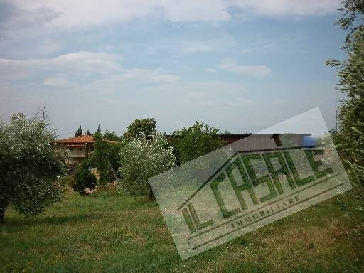 COLONICHE - AZIENDA AGRICOLA - PELAGO