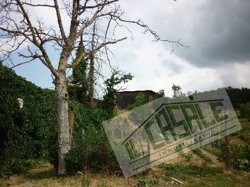 COLONICHE - AZIENDA AGRICOLA - PELAGO