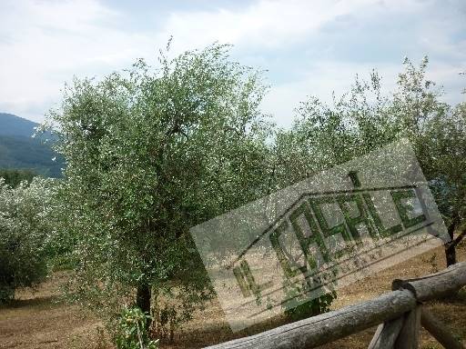 COLONICHE - AZIENDA AGRICOLA - PELAGO