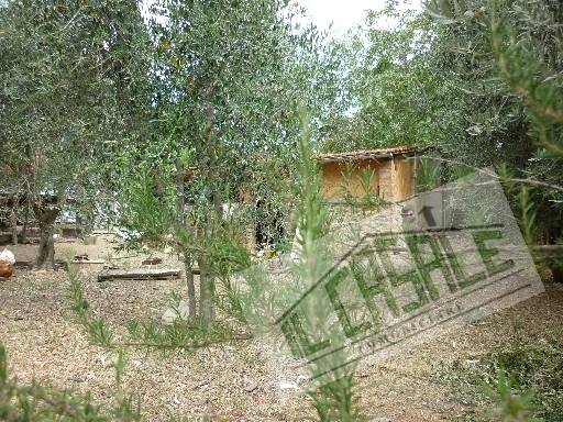 COLONICHE - AZIENDA AGRICOLA - PELAGO