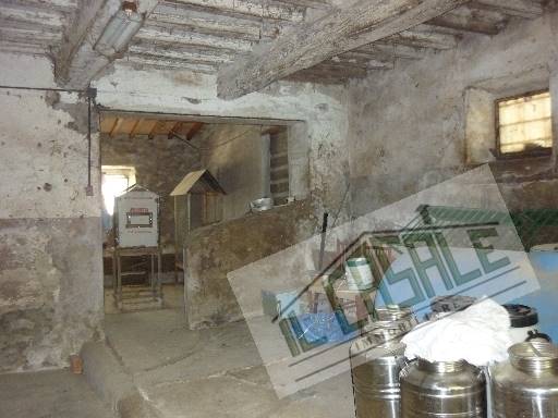 COLONICHE - AZIENDA AGRICOLA - PELAGO