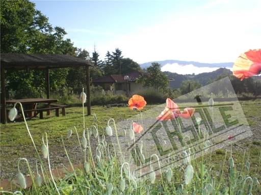 COLONICHE - AZIENDA AGRICOLA - VICCHIO