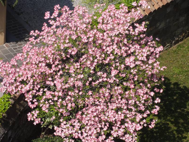 App. Gorizia - Vista