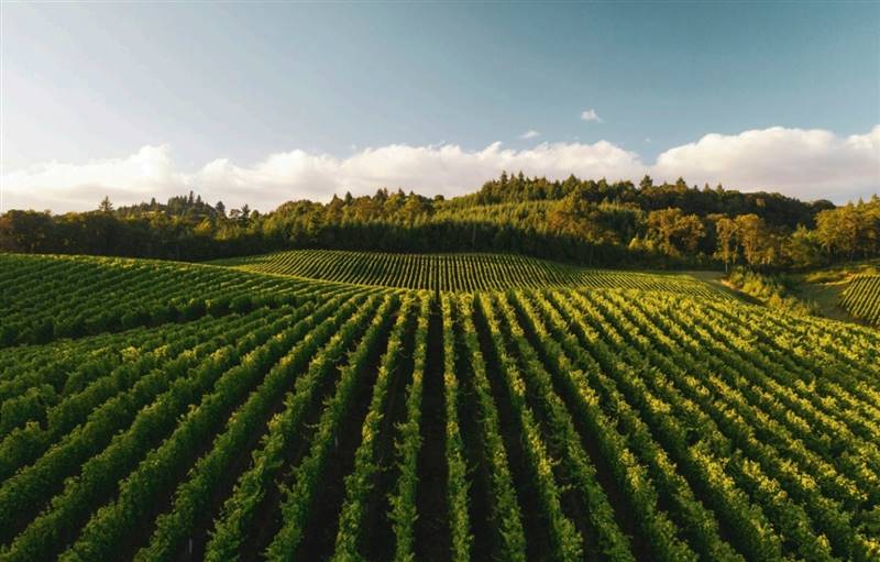 rendering vigneto.jpg