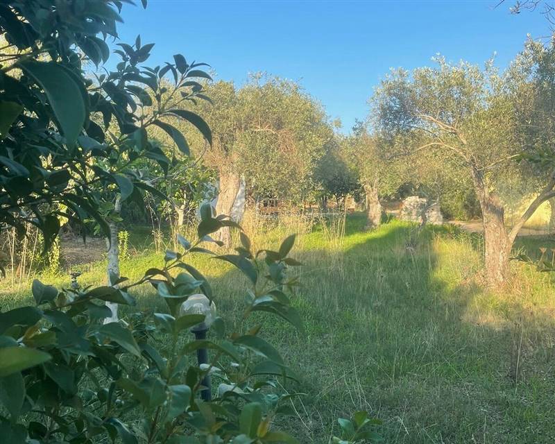 WhatsApp Image 2025-11-12 at 11.29.33.jpeg