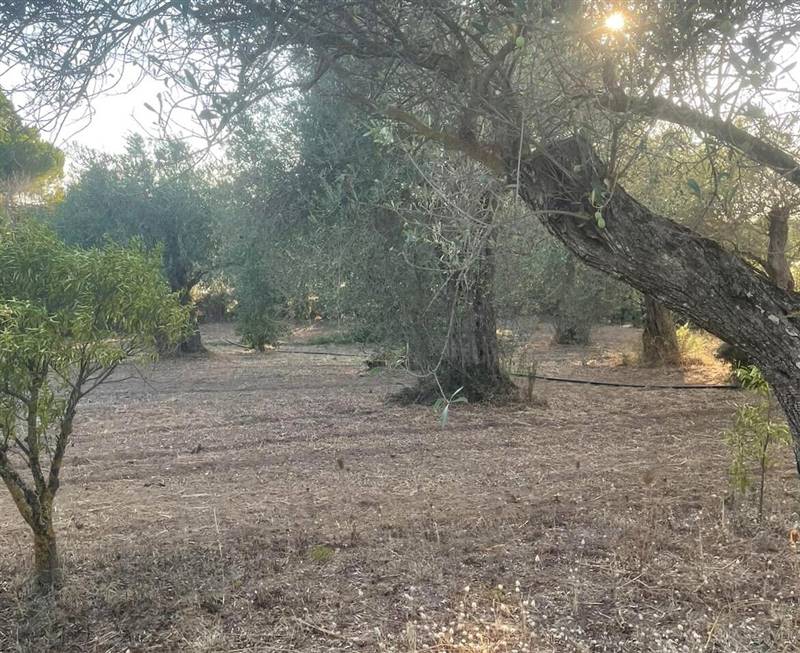 WhatsApp Image 2025-11-12 at 11.29.34 (5).jpeg