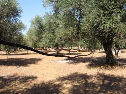 impianto irriguo aereo