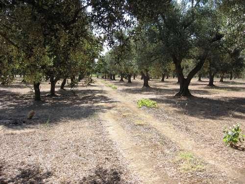 veduta della piantagione di alberi d'ulivo