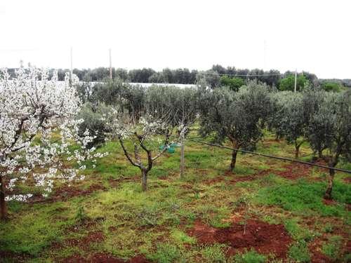veduta della piantagione di alberi d'ulivo