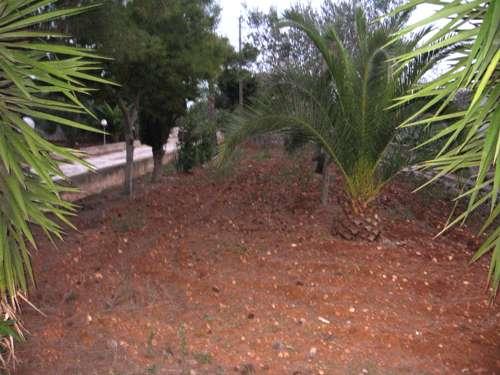 piante ornamentali 2