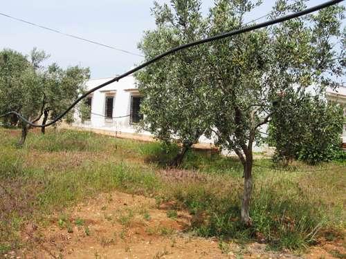 terreno circostante con impianto irriguo aereo