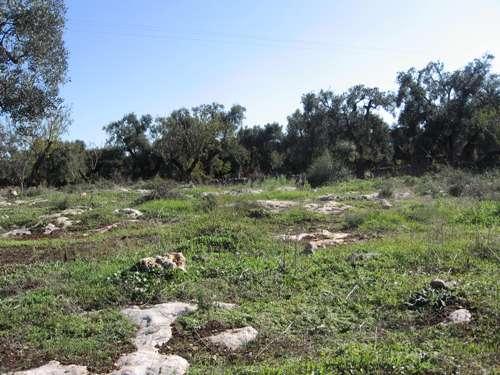 veduta della piantagione di alberi d'ulivo