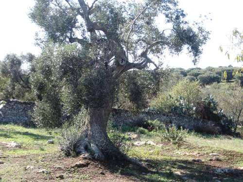 albero d'ulivo tipico