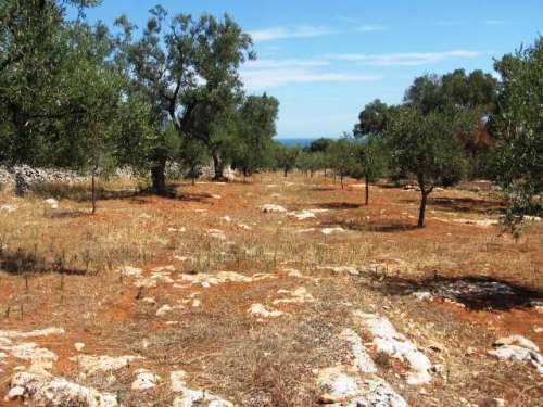vista della piantaggione degli alberi d'ulivo