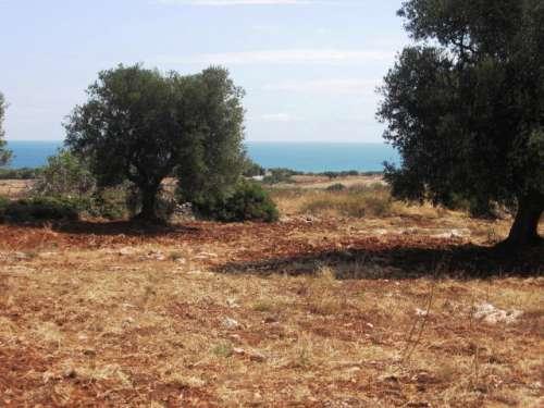 alberi d'ulivo caratteristici 1