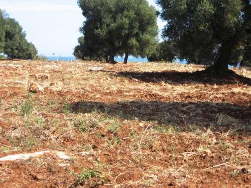 alberi d'ulivo caratteristici 2