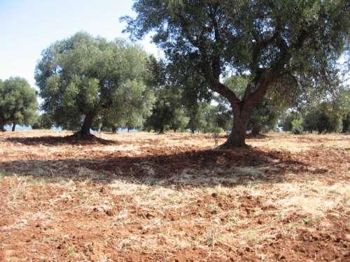 alberi d'ulivo caratteristici 3