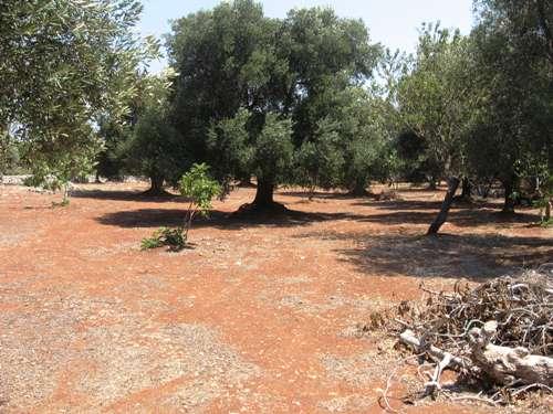 veduta esterna: piantagione ulivi