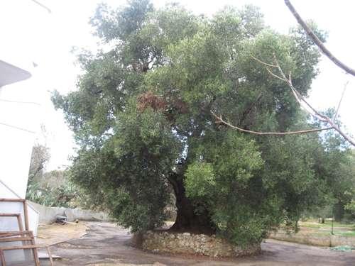 particolare esterno 2